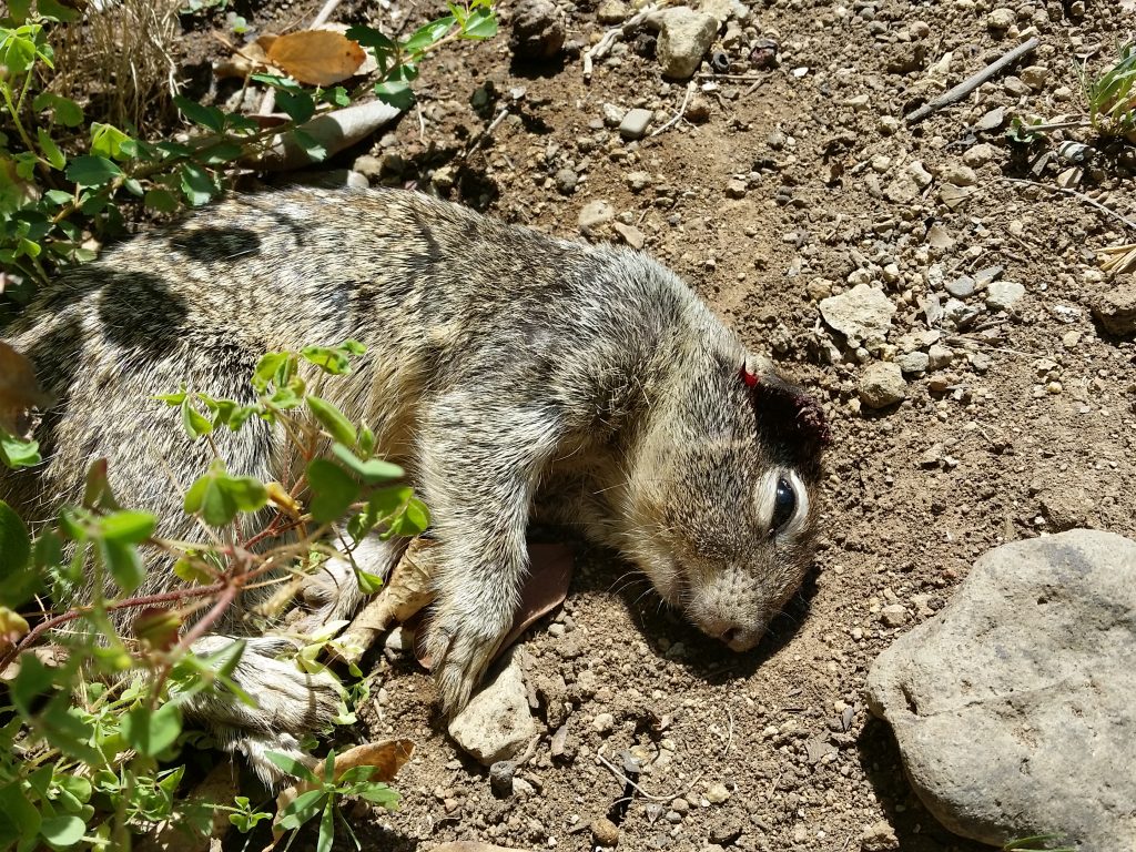 Squirrel Control