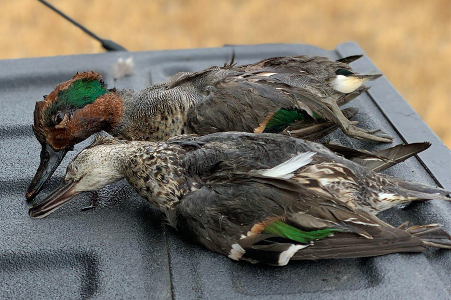 Green Teal Hen and Drake