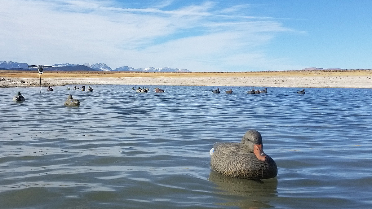 Waterfowl Decoy Basics