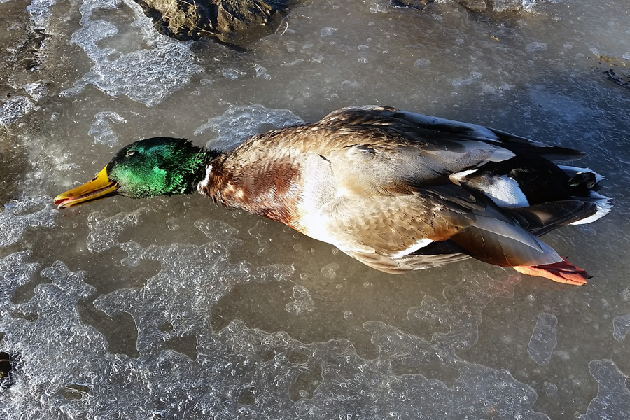 mallard drake