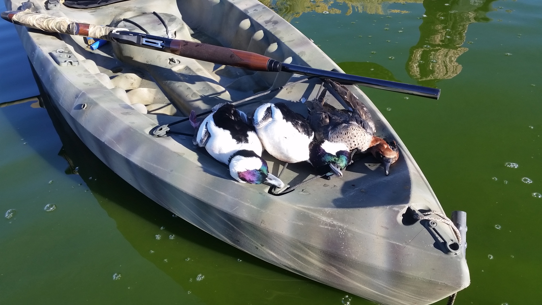 Bufflehead and Green Teel Drakes