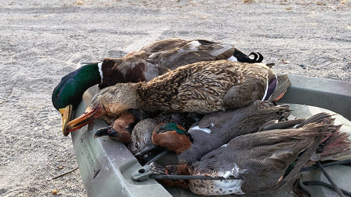 Mallards and Green Teal