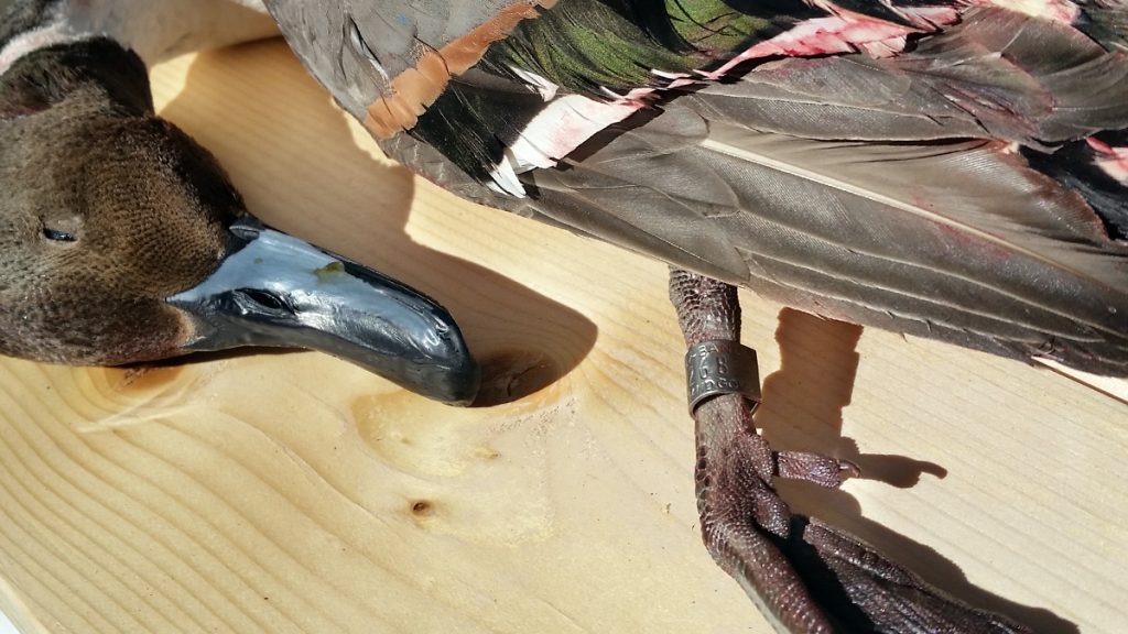Banded Ducks Sportsman's Magazine