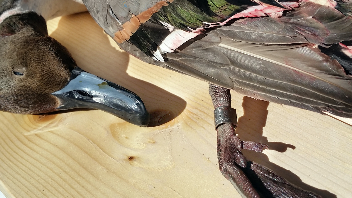 Banded Pintail Duck