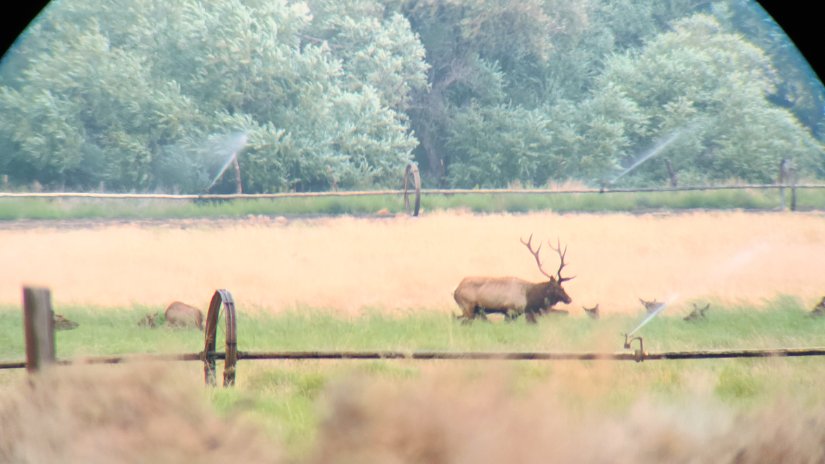 Glassing a Nice Bull Elk