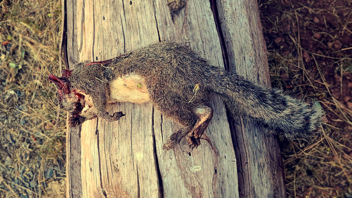 A Boomer Squirrel Taken with a 22lr