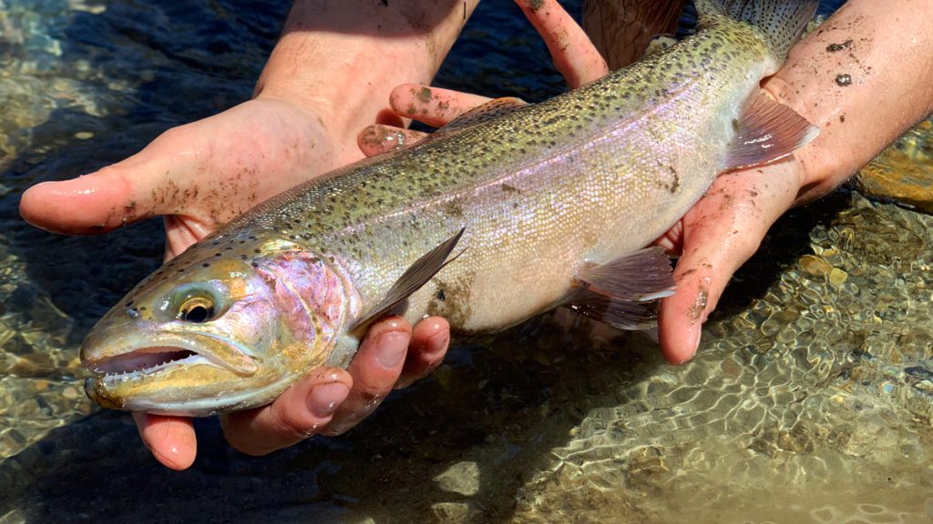 Start Tenkara Fishing