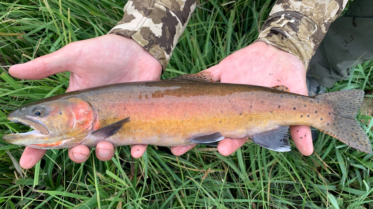 Tenkara is For Big Fish Too