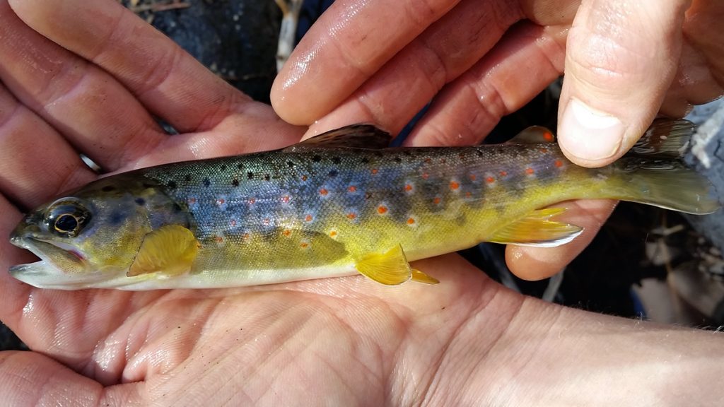 tenkara fishing mountain fish