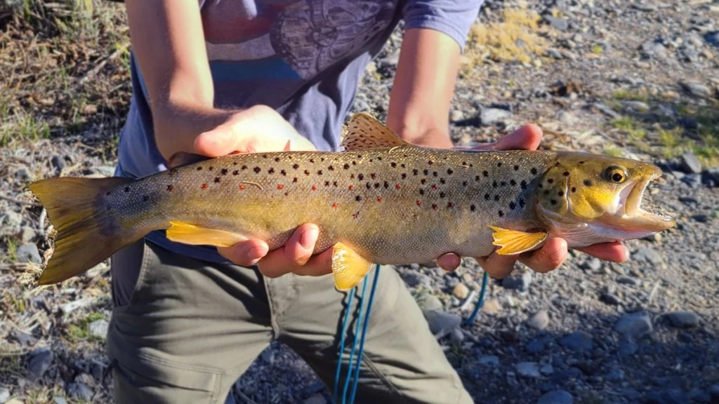 Large Brown Trout Caught on Hane