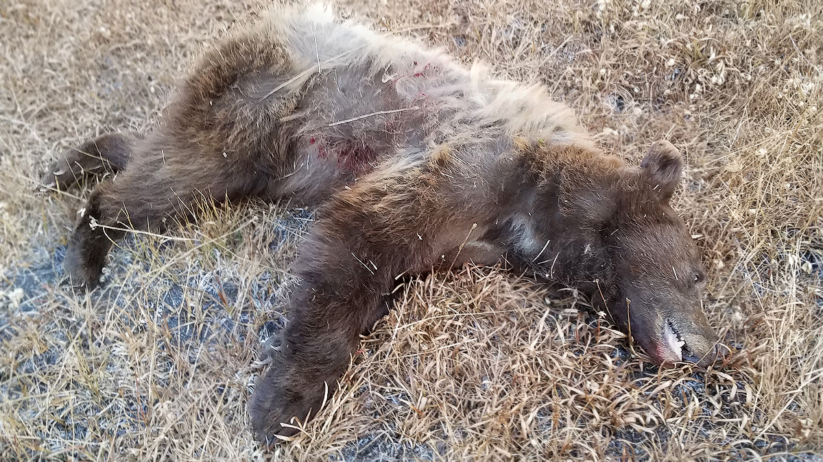 Black Bear Harvested