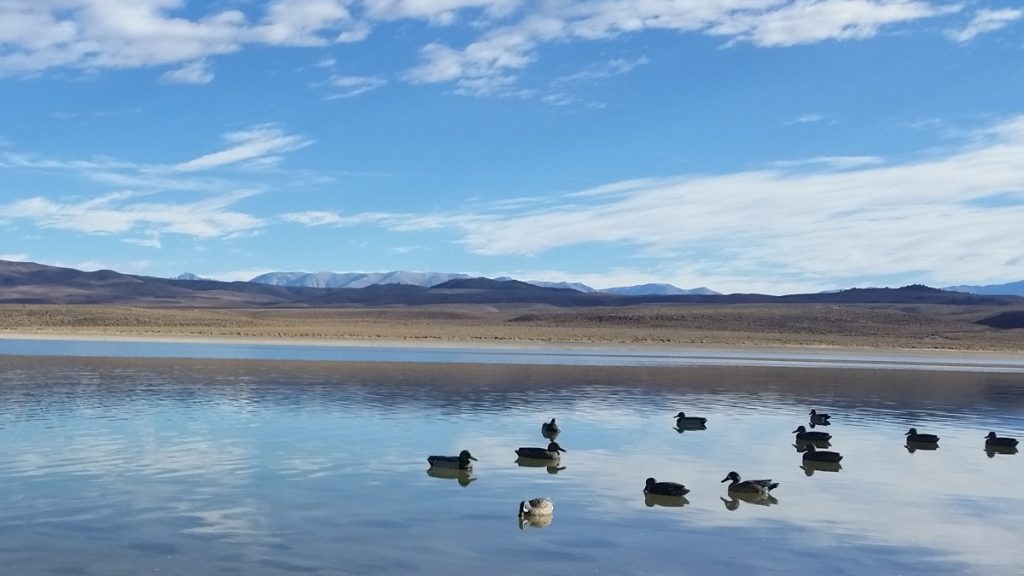 Decoys on Still Water