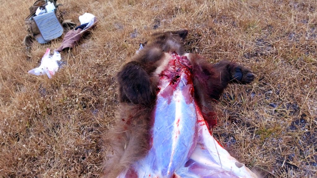 Field Dressing a Black Bear