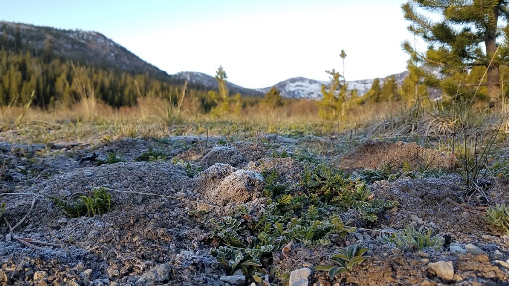 Frost on the ground