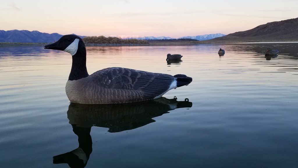 Goose Floater Decoy Paint Chipping