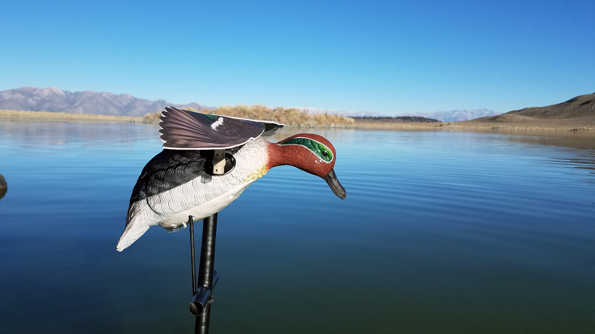 Lucky Duck Flapper Teal HD Decoy