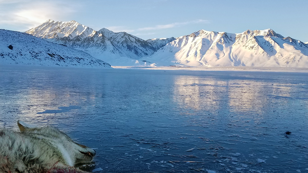 Coyote on an Icy Lake