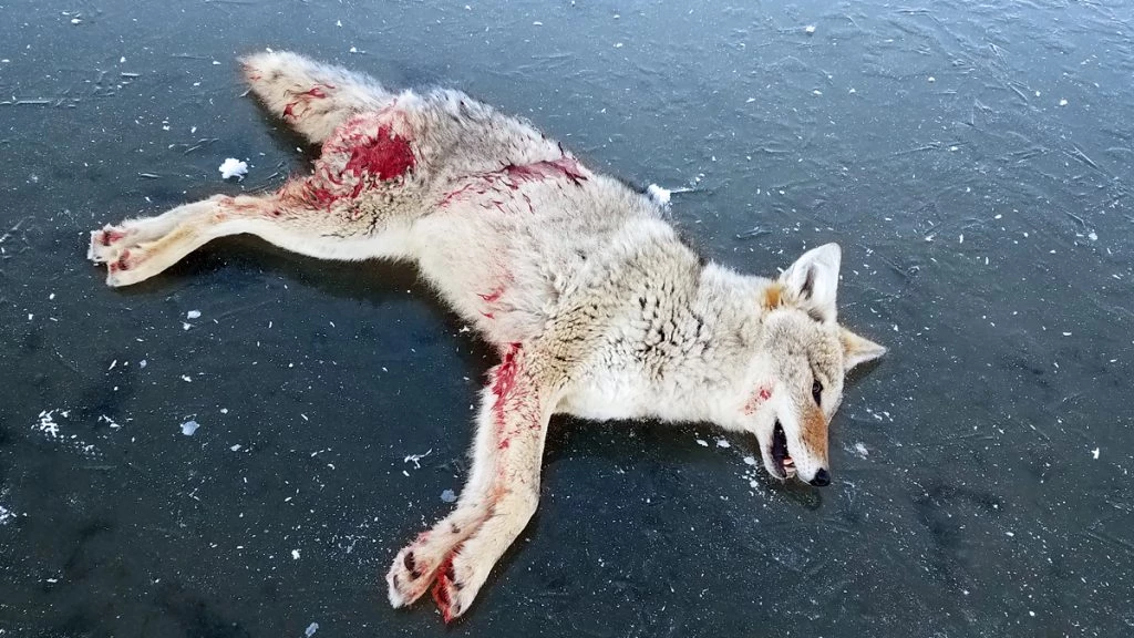 Predator Hunt Coyote Success
