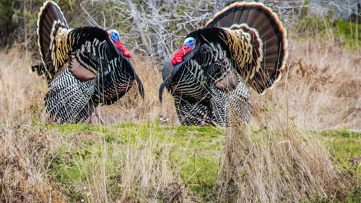 Spring Gobblers in a Field