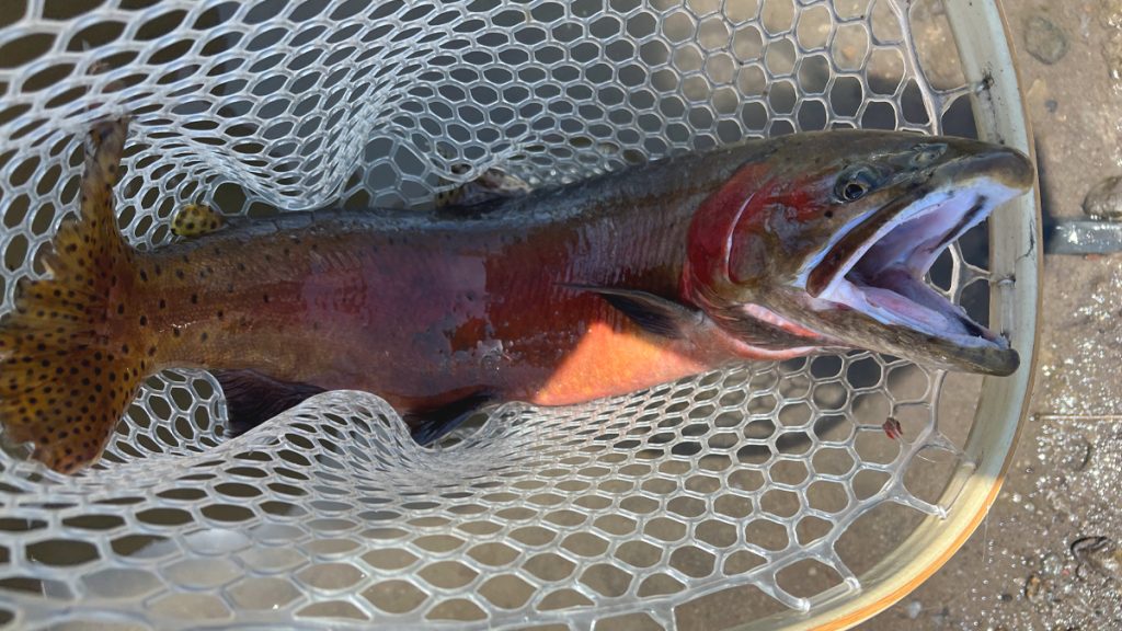 SMFR Cutthroat Netted