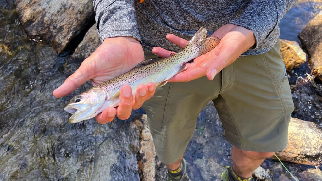 A beautiful trout 