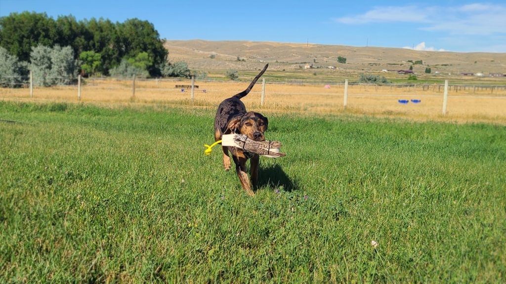 A Puppy Retrieving a Dummy