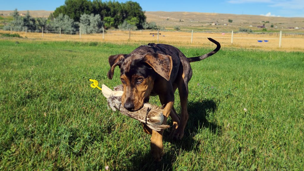 A Catahoula Leopard Brings a Dummy