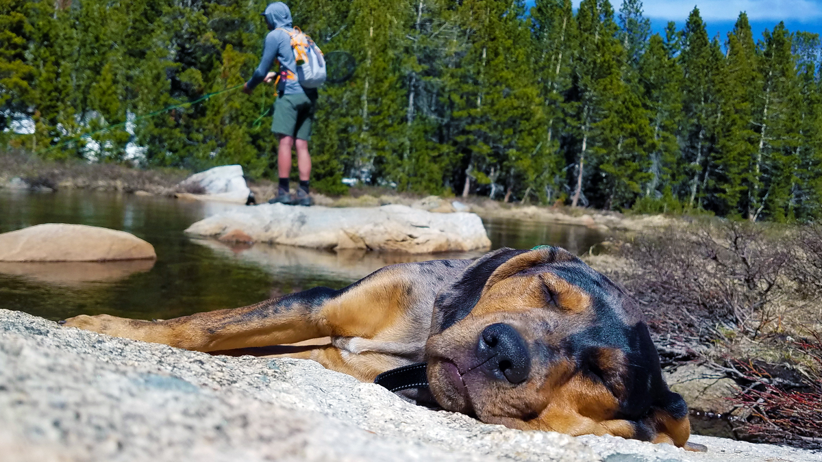 Red Catahoula Leopard Puppy Napping