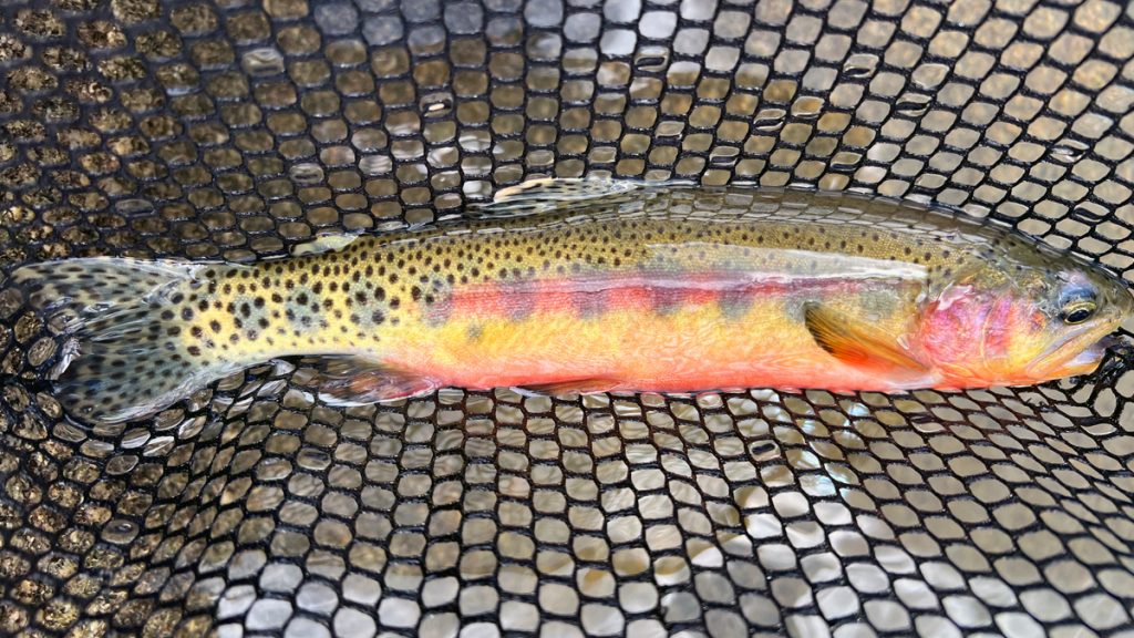 Golden Trout in a net