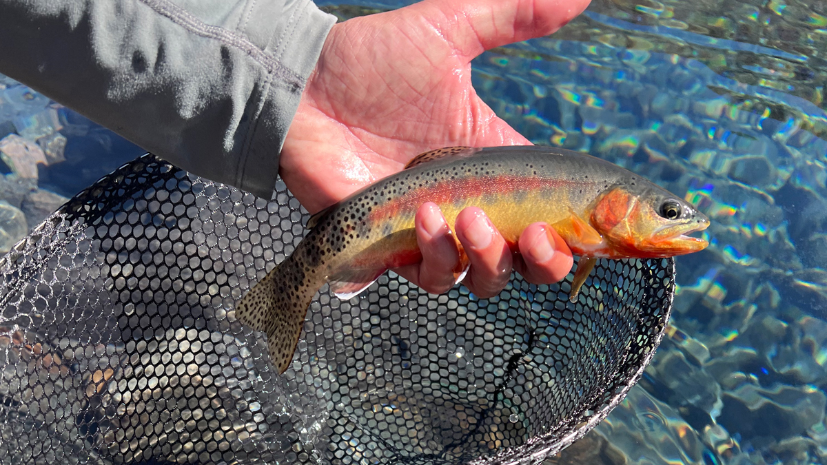 golden trout high sierra