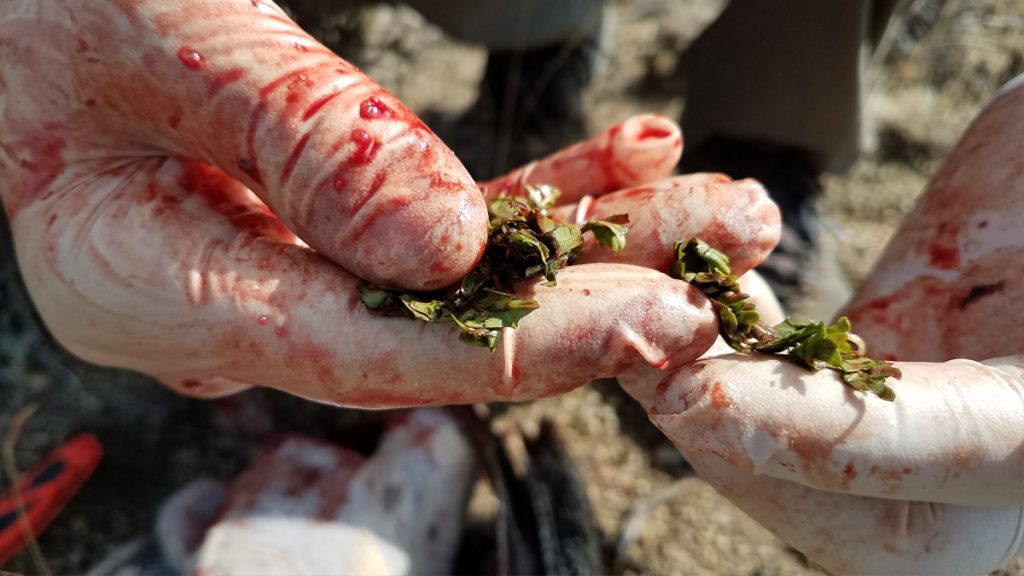 Sage Grouse Crop Contents