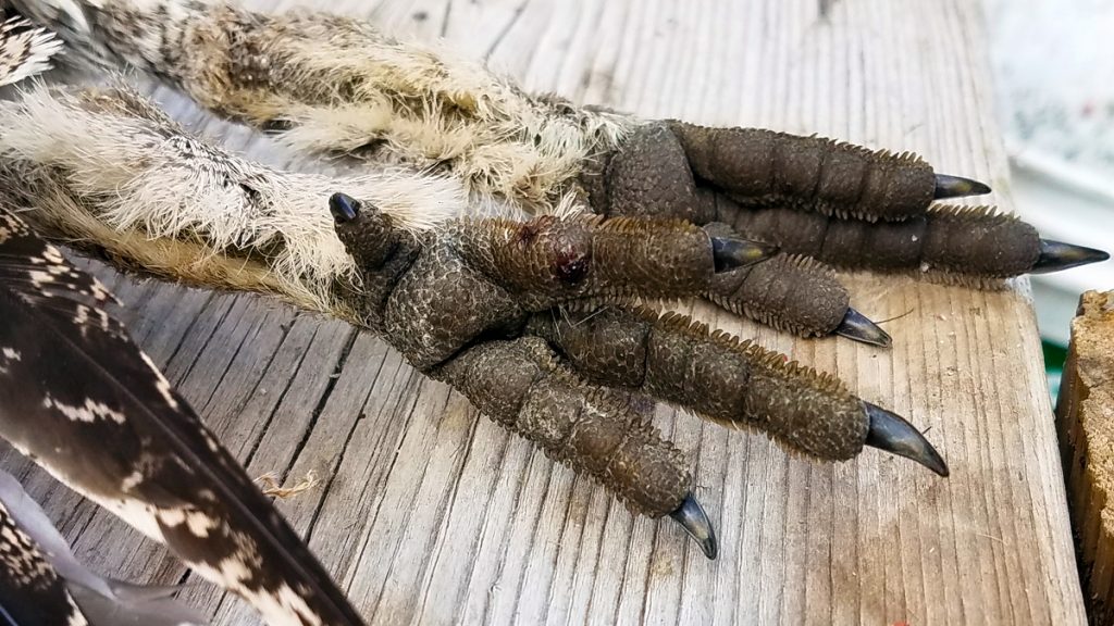 Sage Grouse Feet