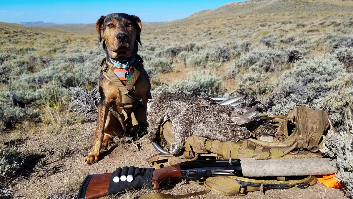 Sage Grouse Success