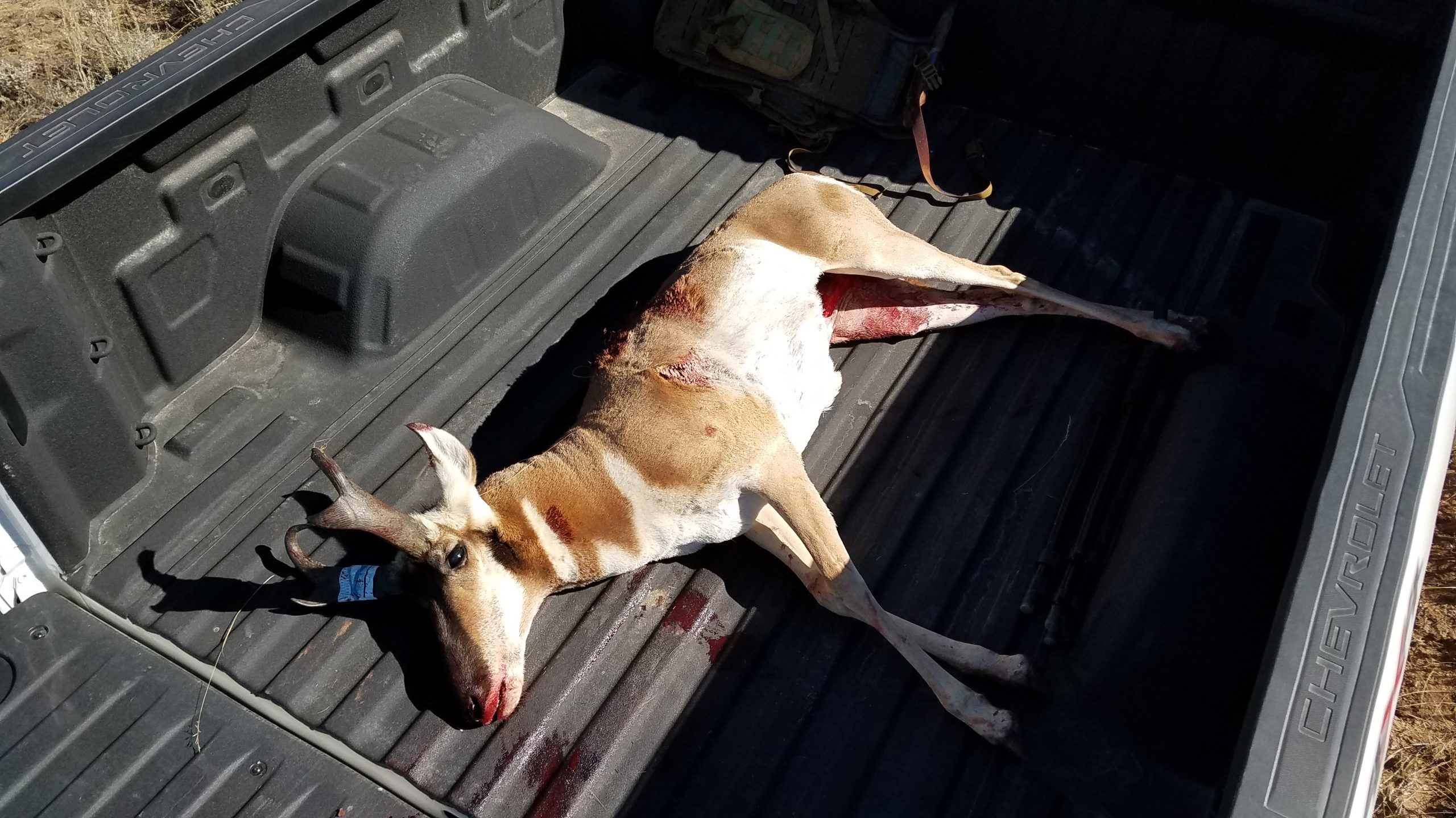 Antelope Harvested