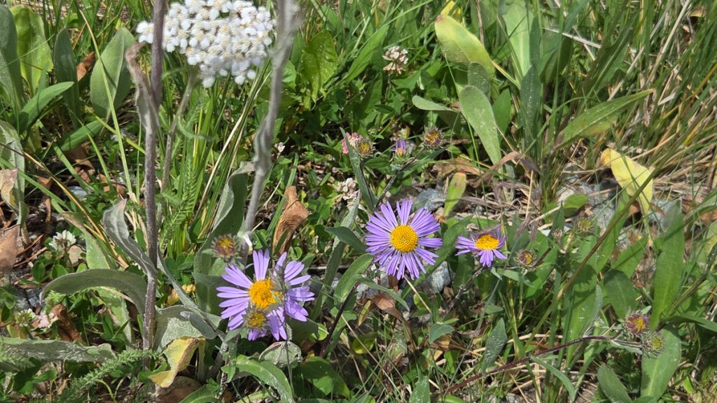 Wild flowers in the Bighorns