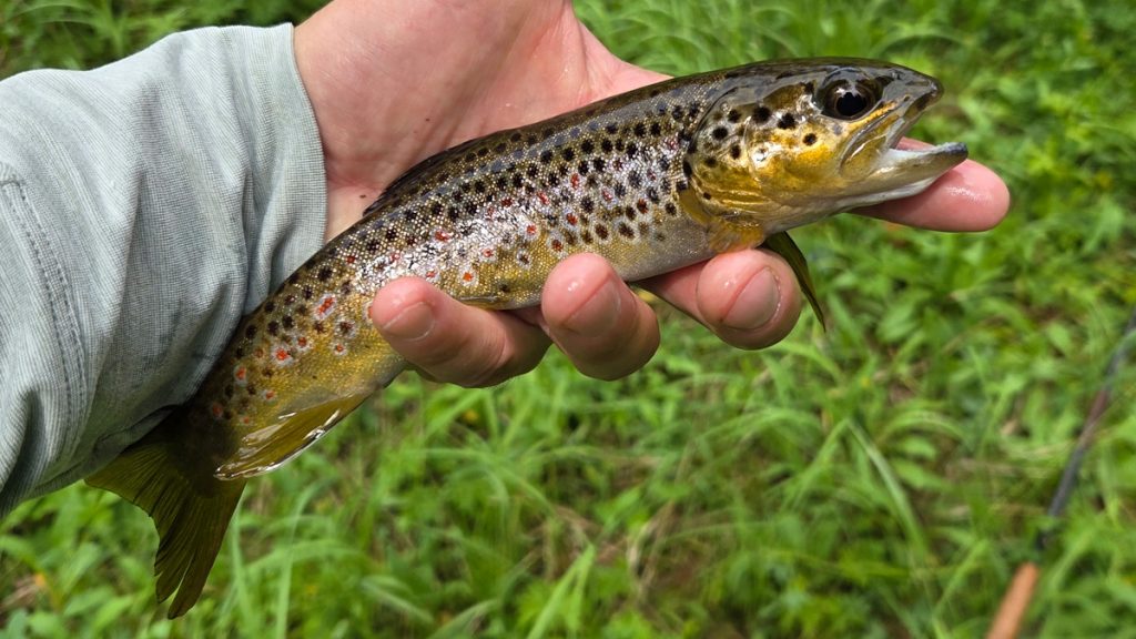 Another small but beautiful trout in the Bighorn Mountains.