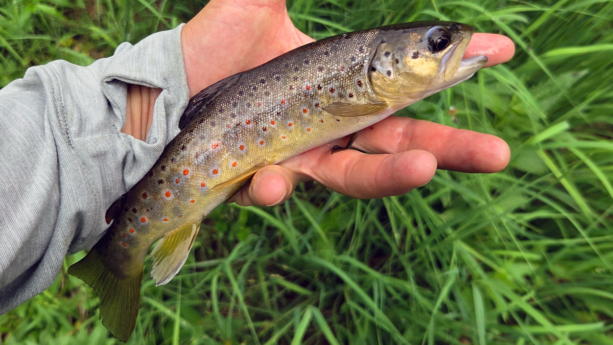 Small but beautiful trout in the Bighorn Mountains.